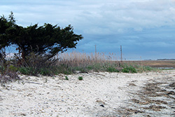 description