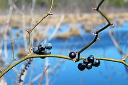 description
