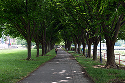 description